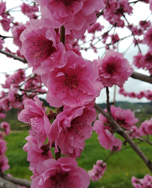 Pfirsich im Weingarten Herget