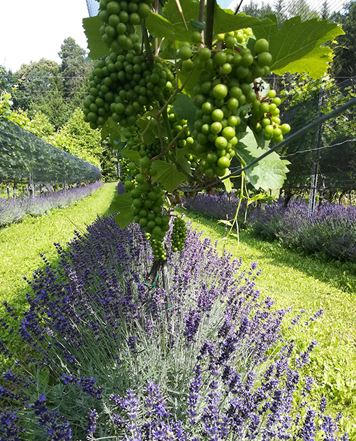 Vino im Weingarten Herget