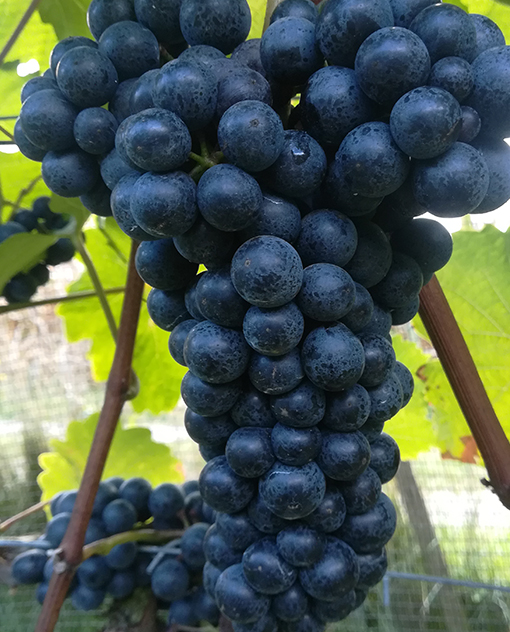 Zweigelt im Weingarten Herget